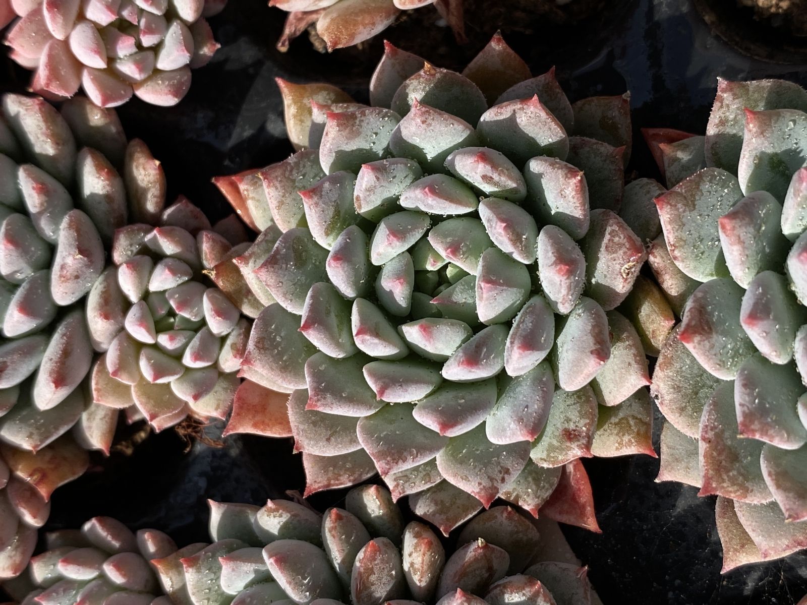 エケベリア・セダム lemmikki 24 クイーン✽ジェニーミウル 韓国苗 エケベリア セダム - メルカリ