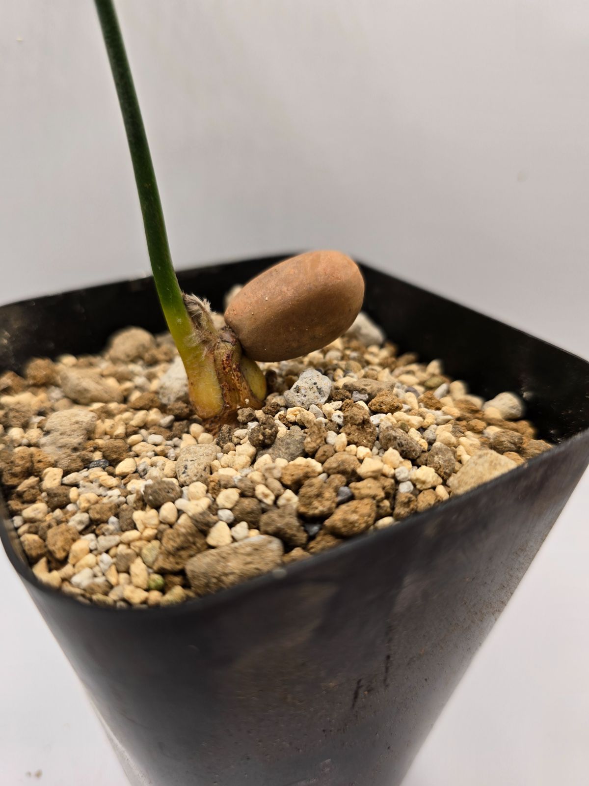 エンセファラルトス ホリダス ドワーフリーフ！実生！鉢上19cm !塊茎