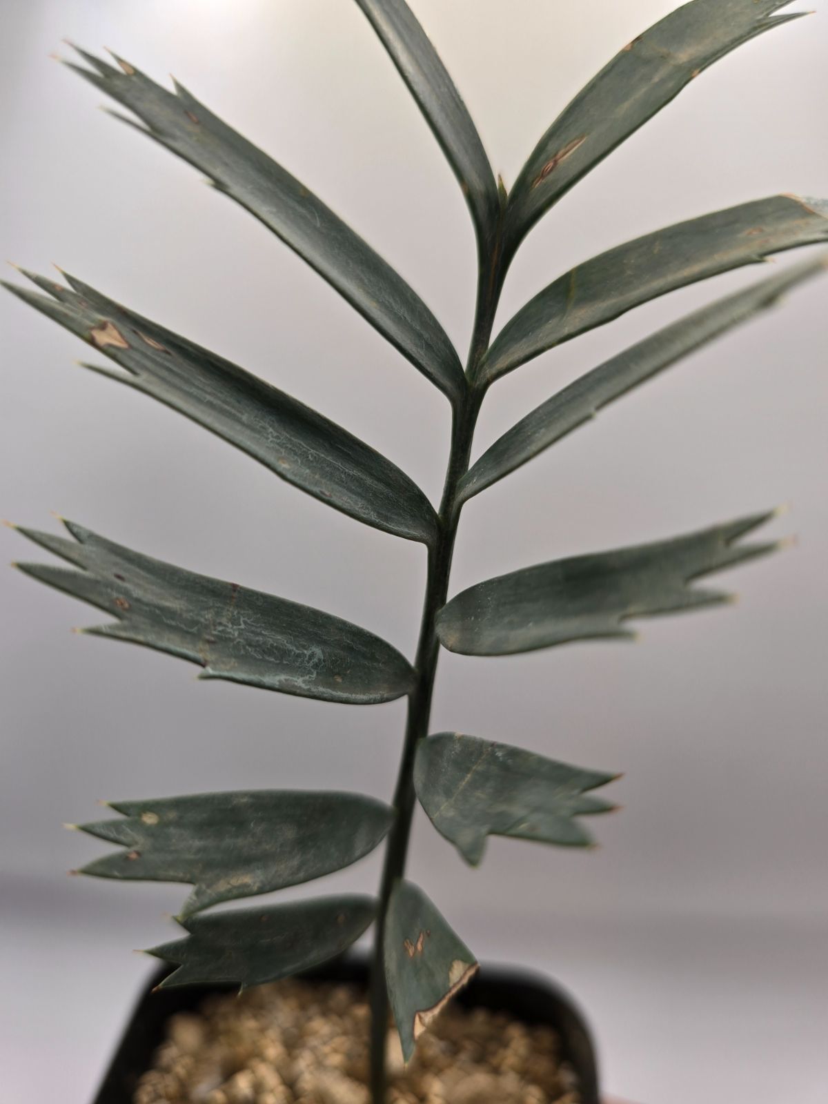 エンセファラルトス ホリダス ドワーフリーフ！実生！鉢上19cm !塊茎