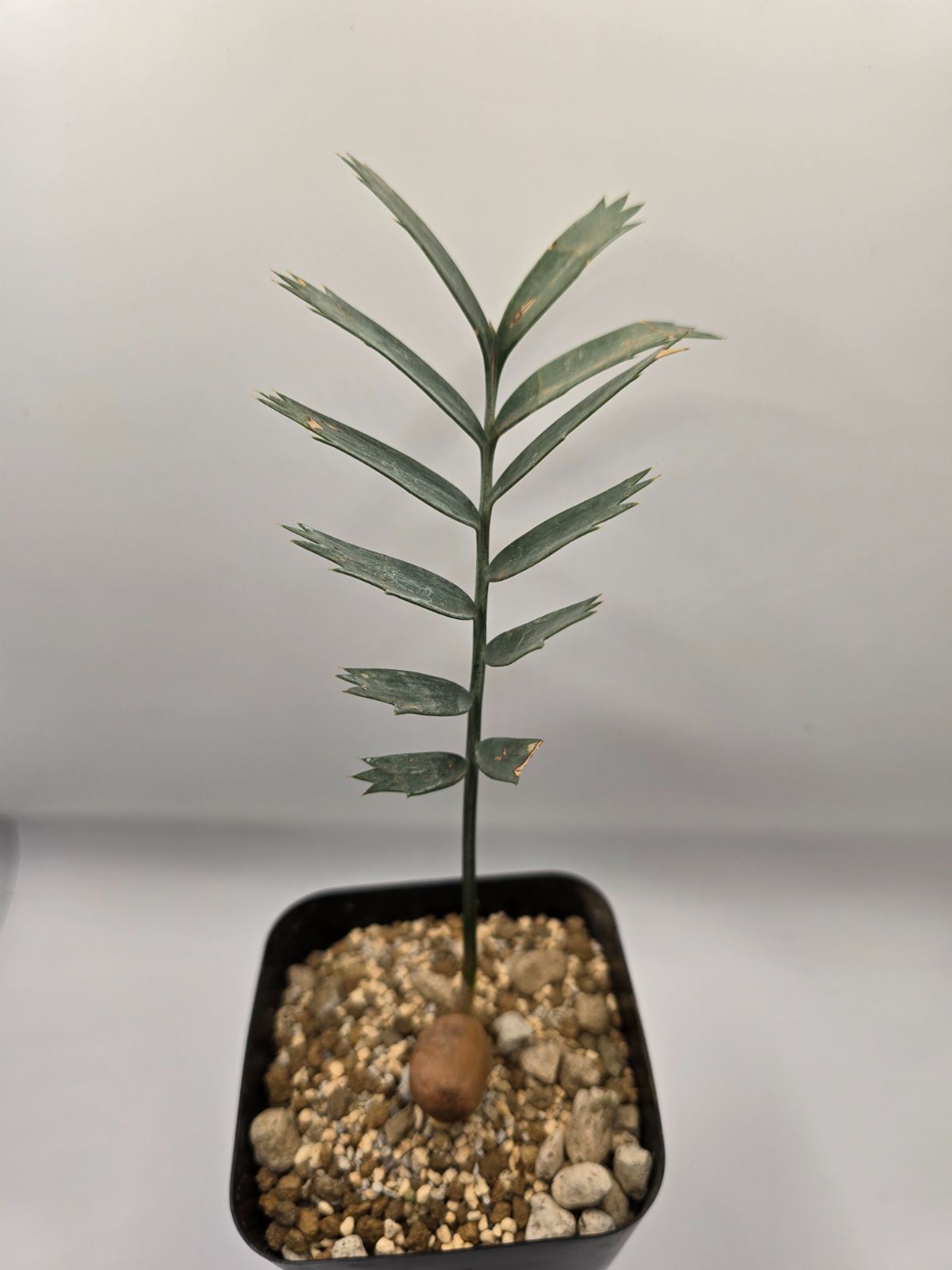 エンセファラルトス ホリダス ドワーフリーフ！実生！鉢上19cm !塊茎