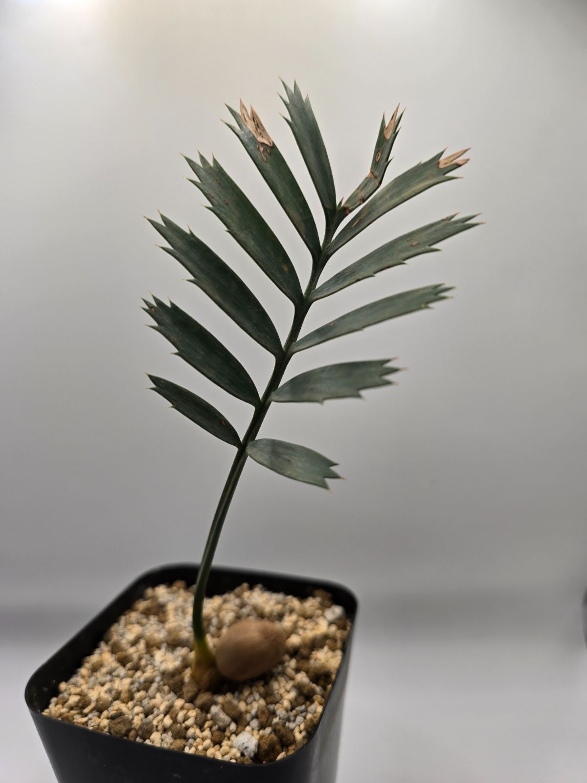 エンセファラルトス ホリダス ドワーフリーフ！実生！鉢上16cm !塊茎