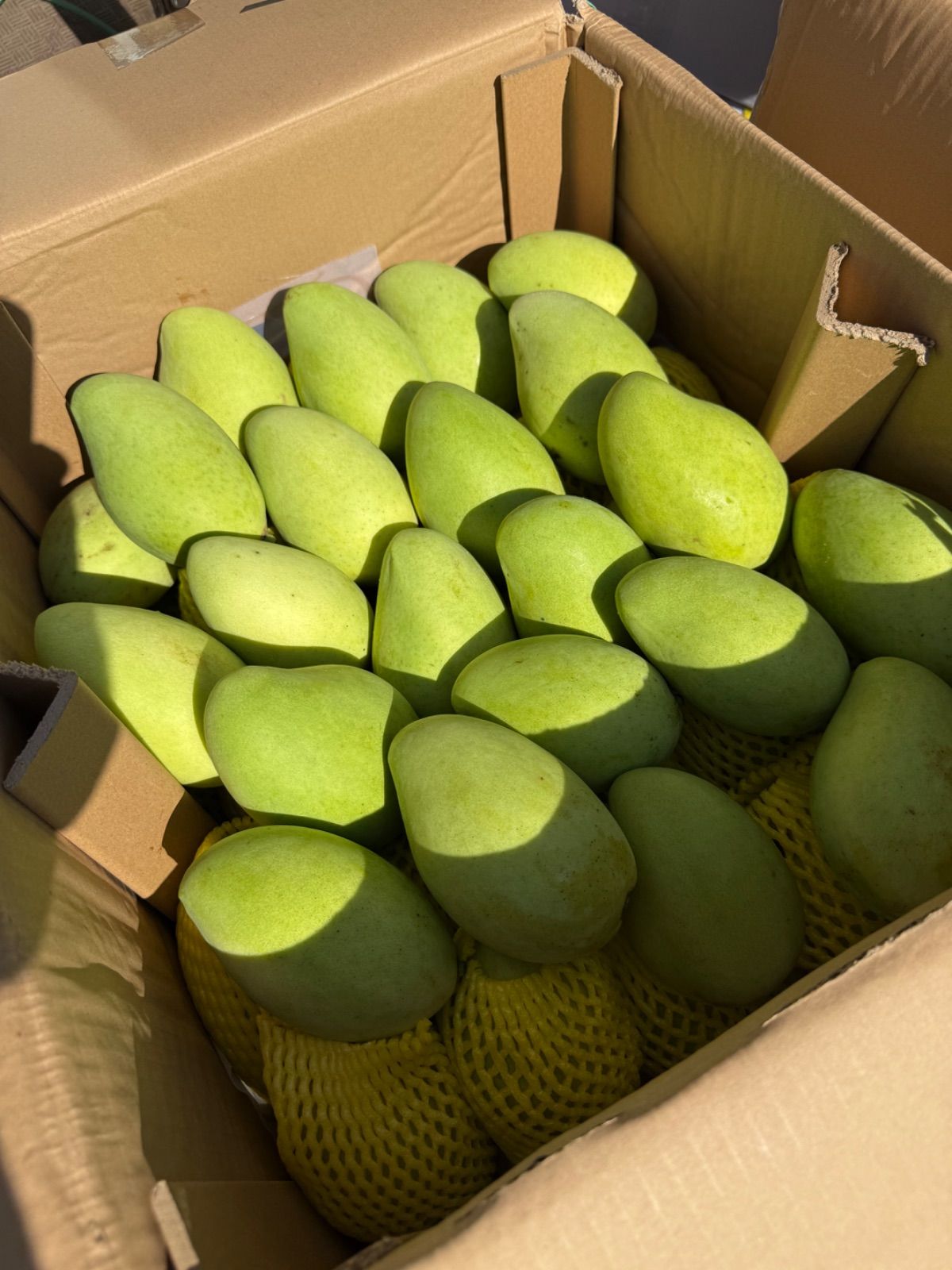 ベトナム産グリーンマンゴー約10kg(39〜41個)冷蔵配送 最高