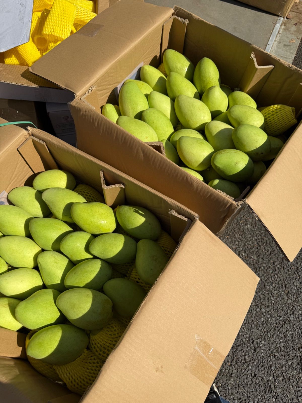 ベトナム産グリーンマンゴー約10kg(39-41個) 冷蔵 - メルカリ