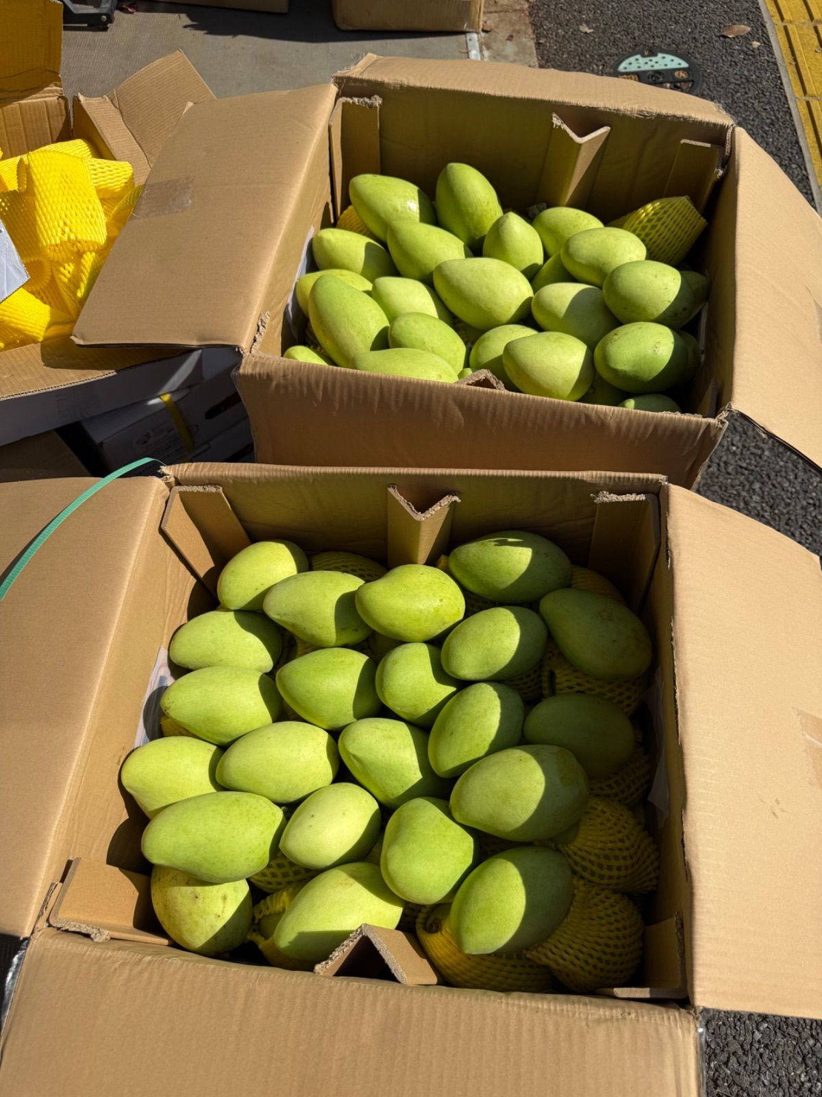 ベトナム産グリーンマンゴー約10kg（冷蔵発送） ベトナム産グリーンマンゴー 10kg(39-41個) 冷蔵 - メルカリ