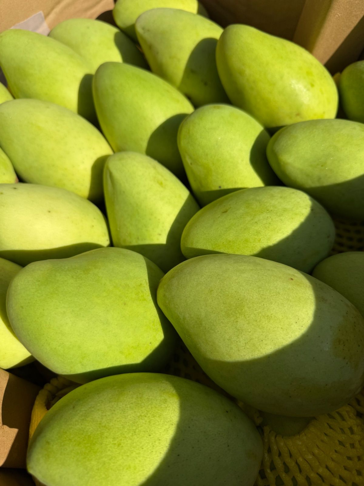 即発送可能‼️　ベトナムのグリーンマンゴー10kg の値段 ベトナム産グリーンマンゴー約10kg(39-41個) 冷蔵 - メルカリ