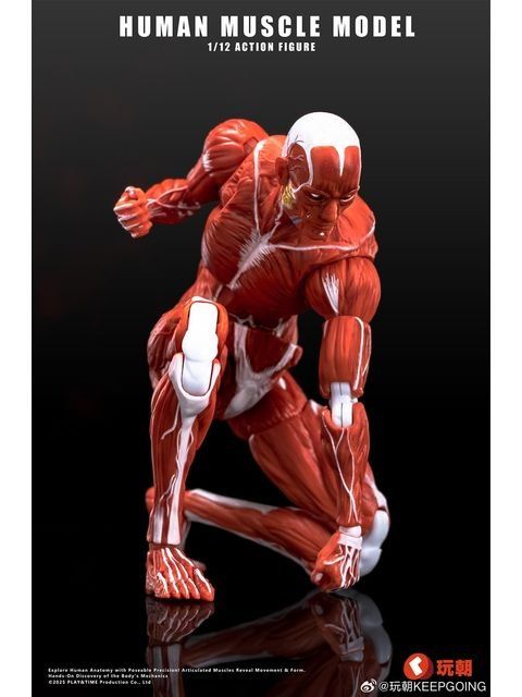 KEEPGOING Studio 人体筋肉模型 1⁄12 アクションフィギュア レッド ver