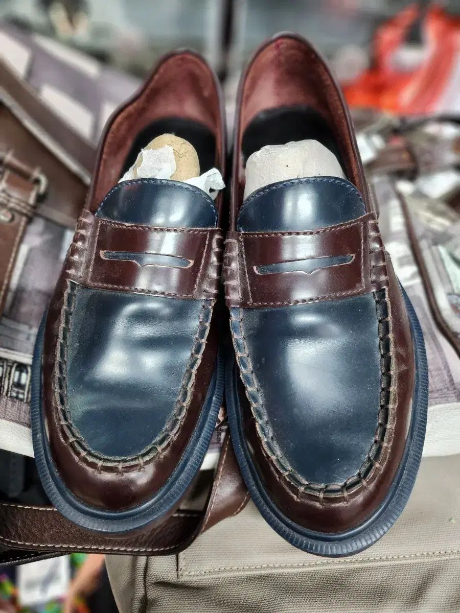 ビカクシダ Thathok Yot#6