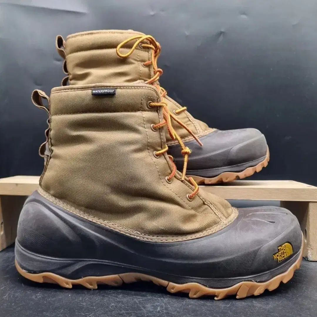 willinckii Fly ドワーフ確定　⑤ willinckii Fly ドワーフ確定 ⑩ - メルカリ