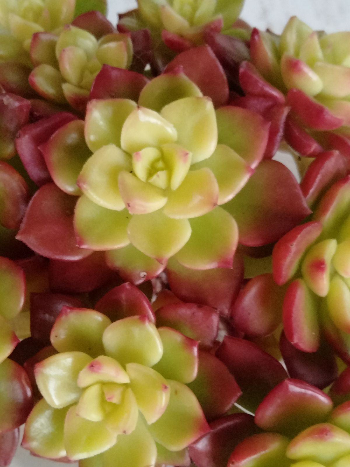 多肉植物 マジックジャムゴールド - メルカリ