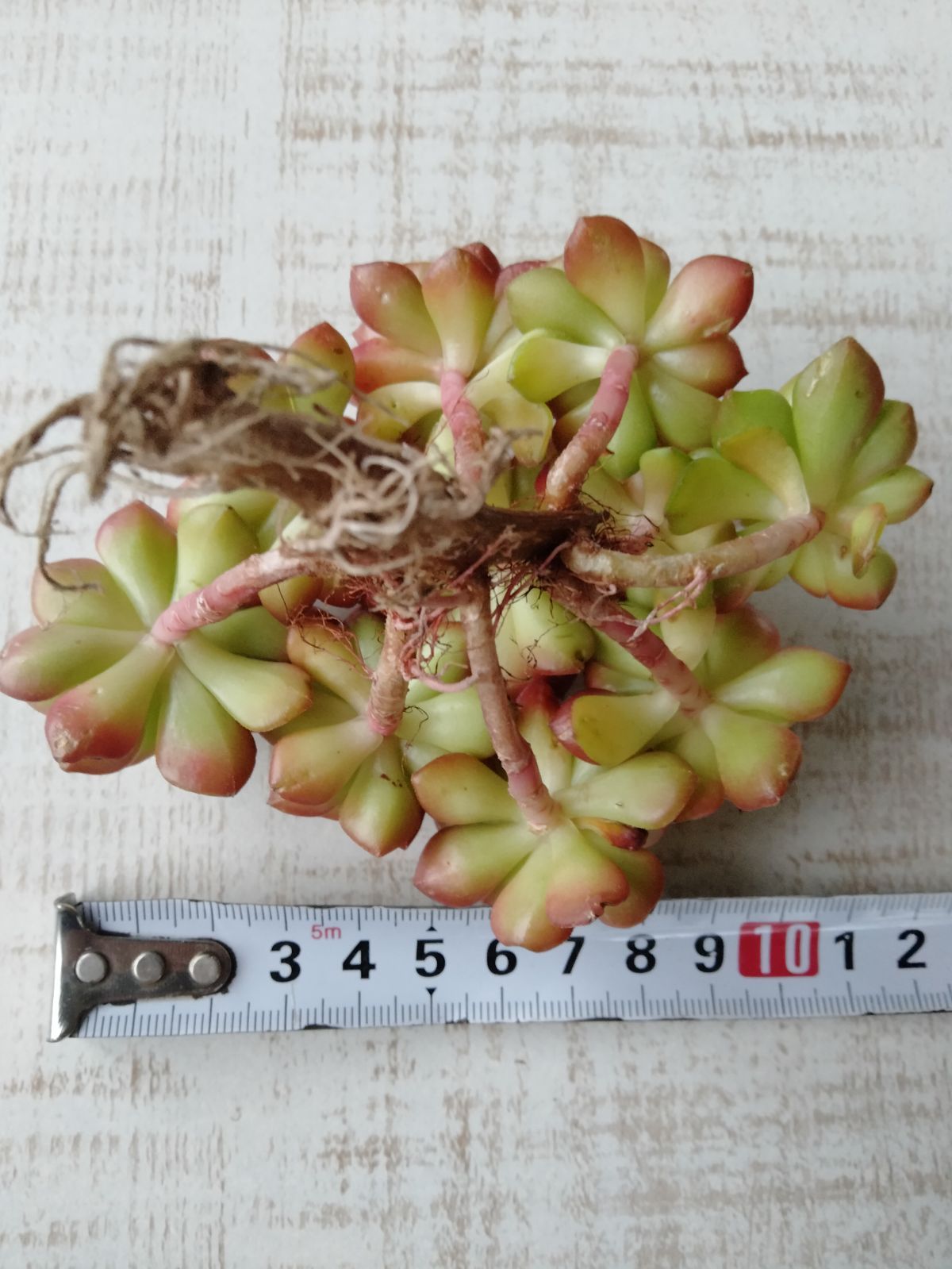 多肉植物 マジックジャムゴールド - メルカリ