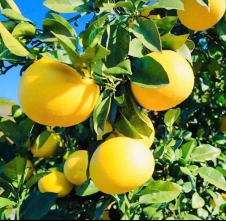 高知県産土佐文旦5キロ、即購入OK - メルカリ