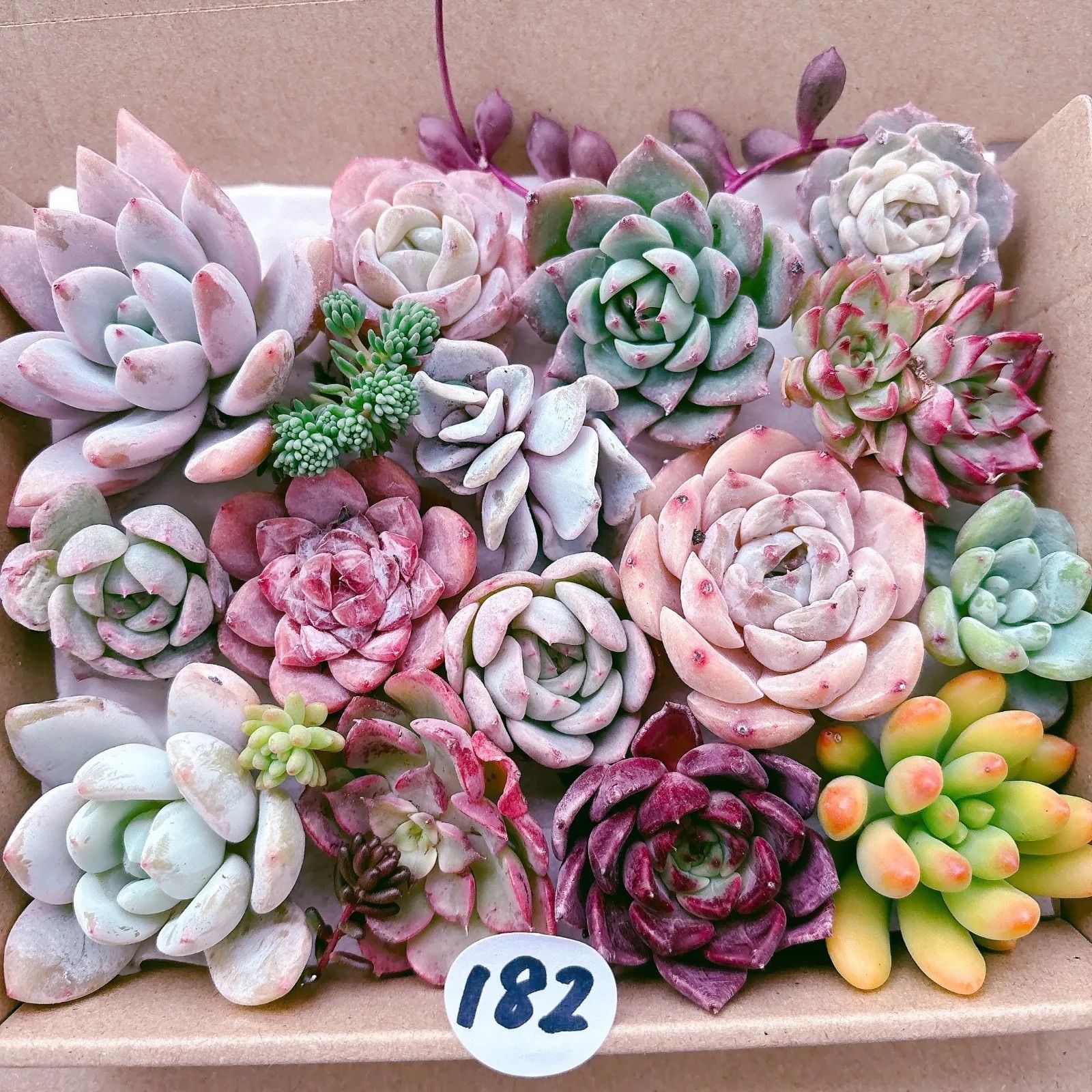 182 多肉植物寄せ植えセット - メルカリ