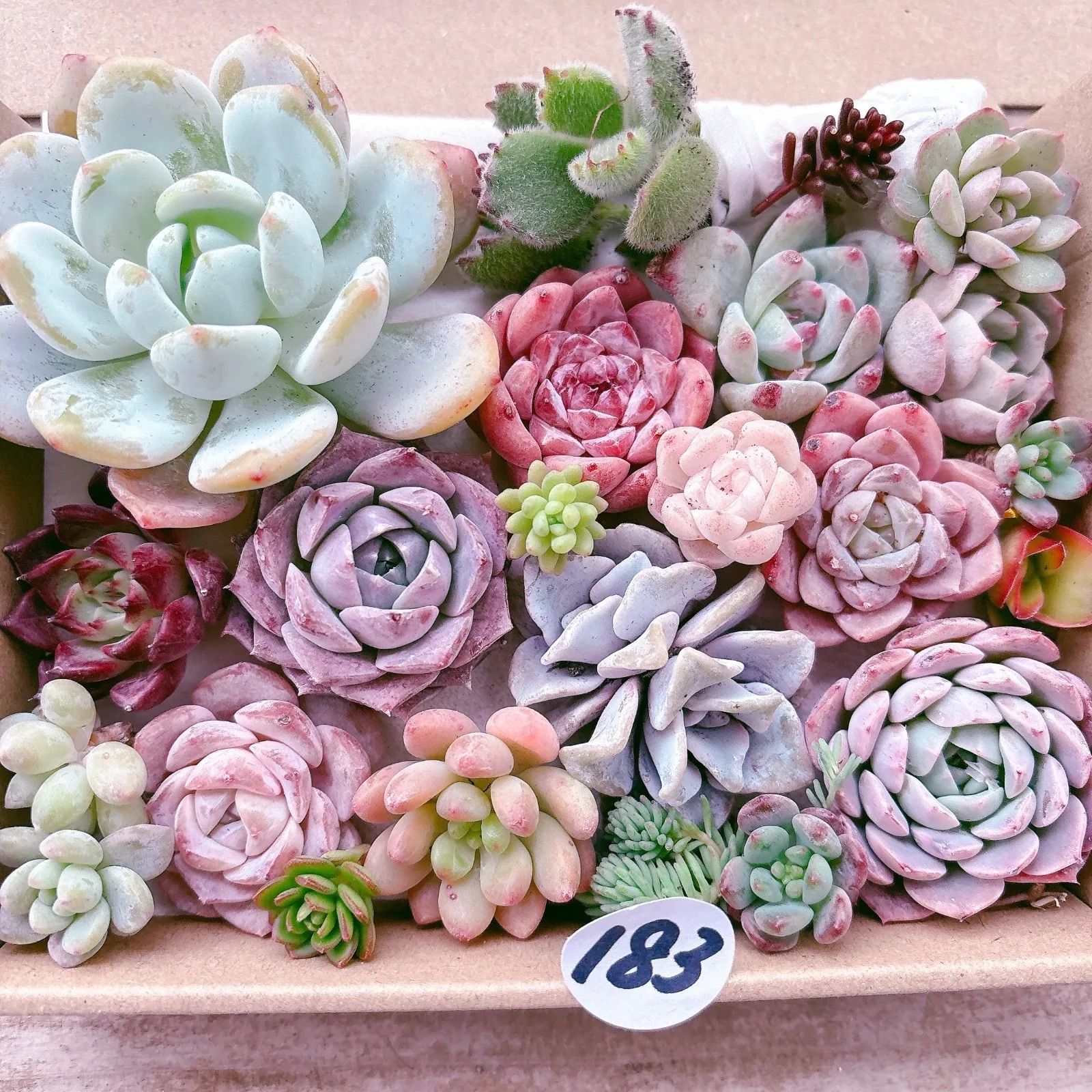 多肉セット③ 183 多肉植物寄せ植えセット - メルカリ