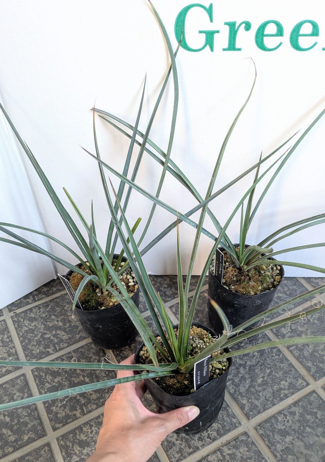 お買得】ユッカ フィリフェラ ヒゲ 3.5号 ロックガーデン ドライ