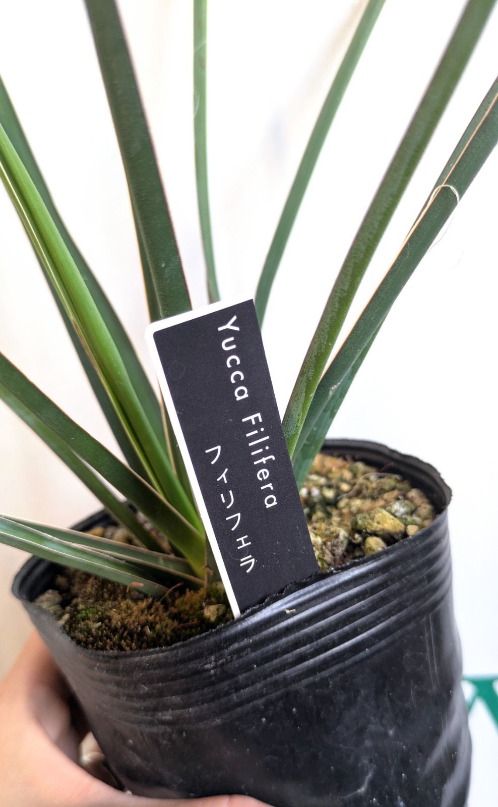 お買得】ユッカ フィリフェラ ヒゲ 3.5号 ロックガーデン ドライ