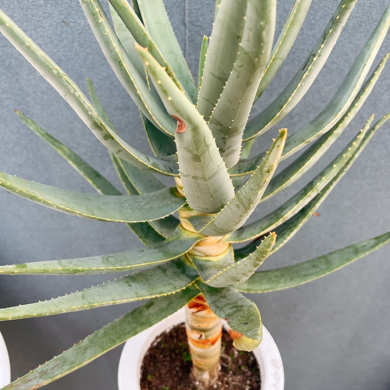 売約済※ アロエ デコトマ 【現品】観葉植物 室内 6号 2024 アロエ