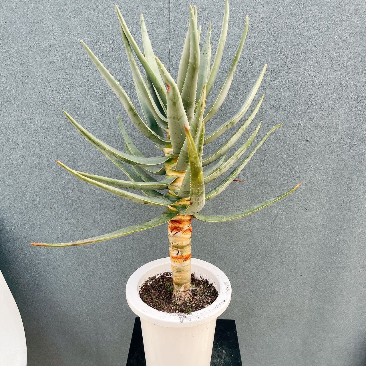 売約済※ アロエ デコトマ 【現品】観葉植物 室内 6号 2024 アロエ