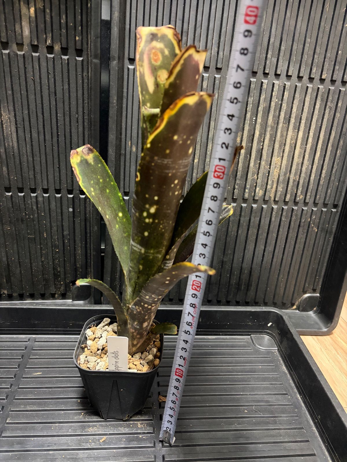 Xmasセール ビルベルギア Billbergia 'Dippin Dots' - メルカリ