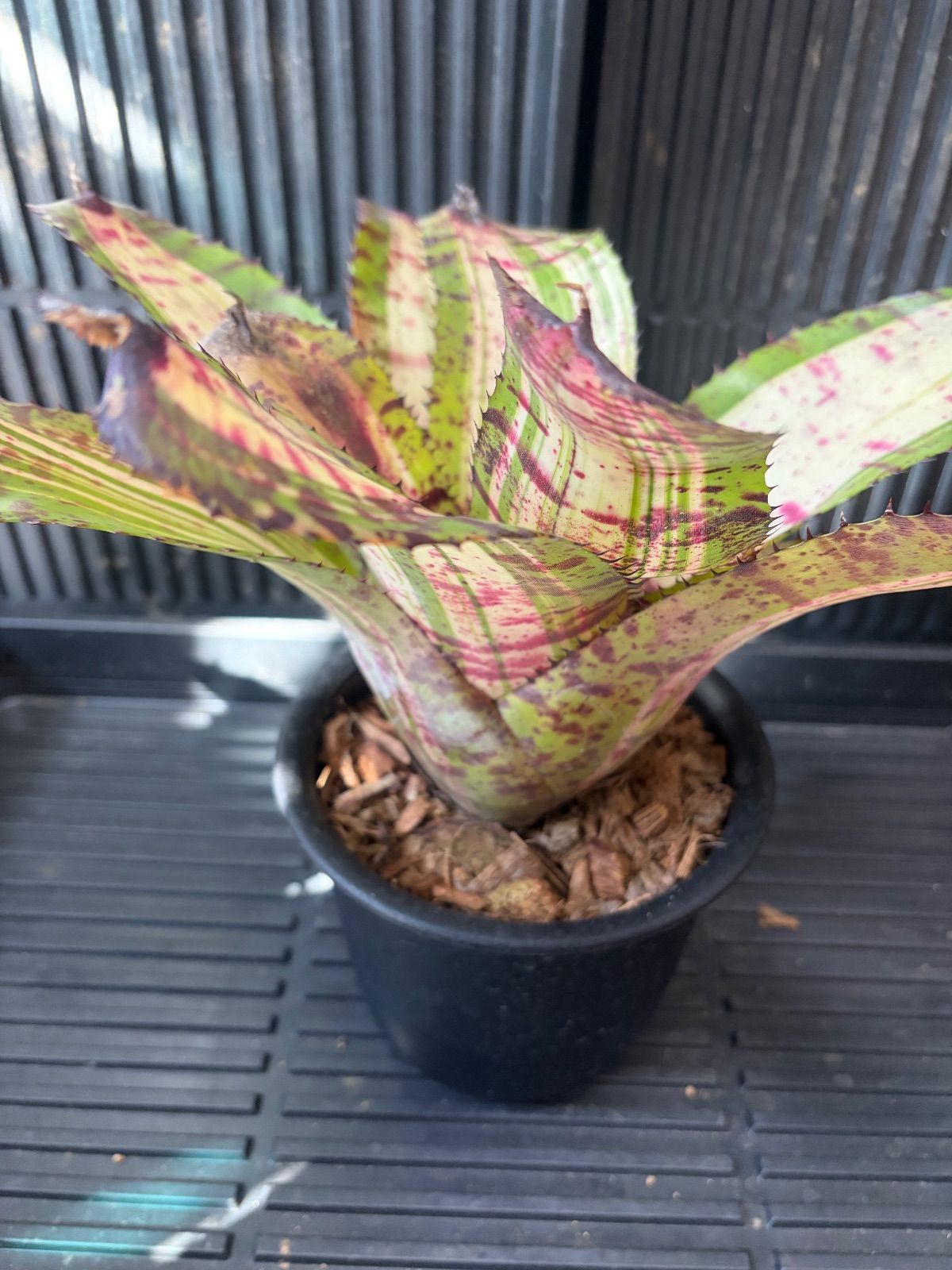 Xmasセール ネオレゲリア Neoregelia 'White Walker' - メルカリ