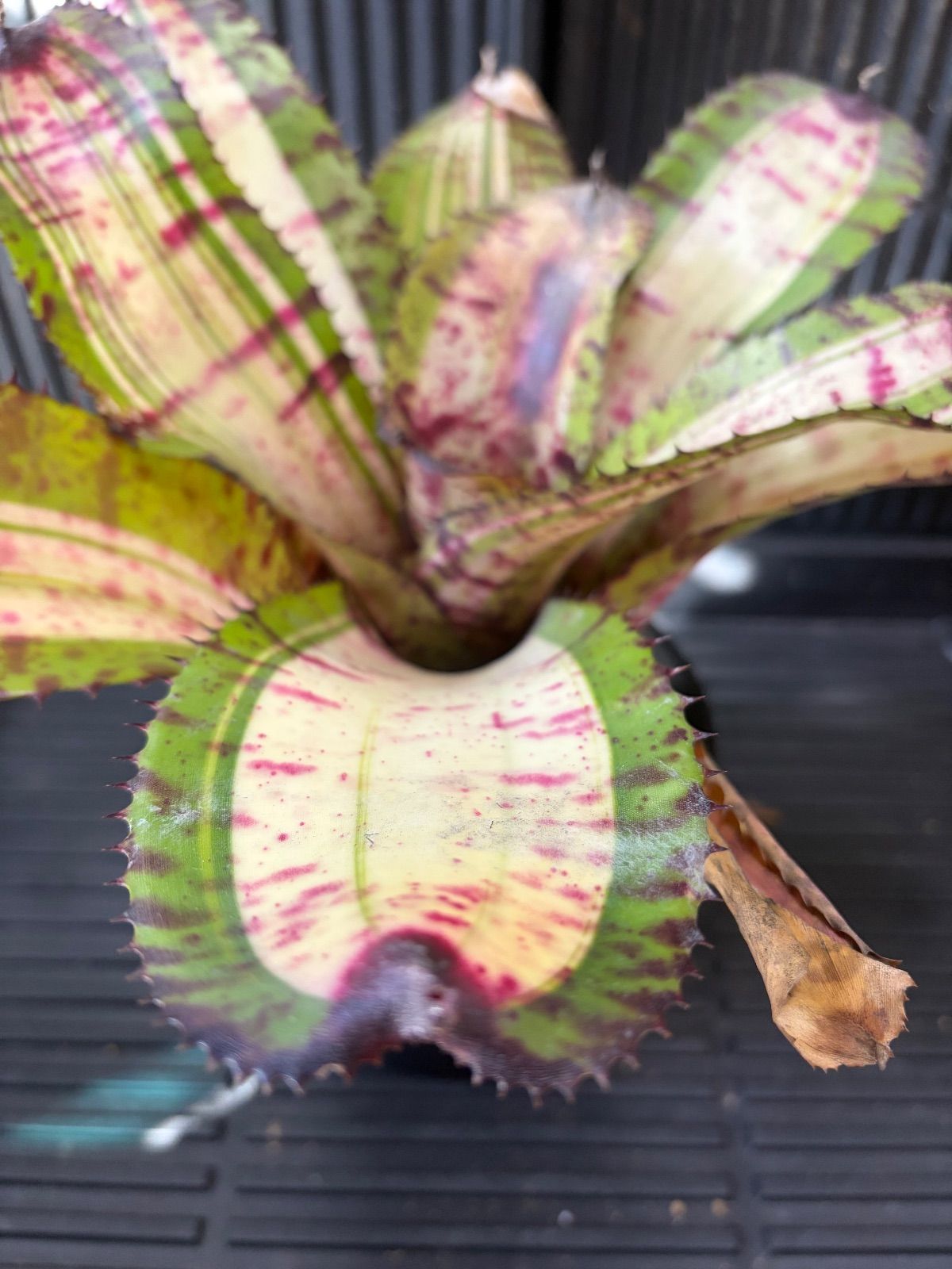 Xmasセール ネオレゲリア Neoregelia 'White Walker' - メルカリ