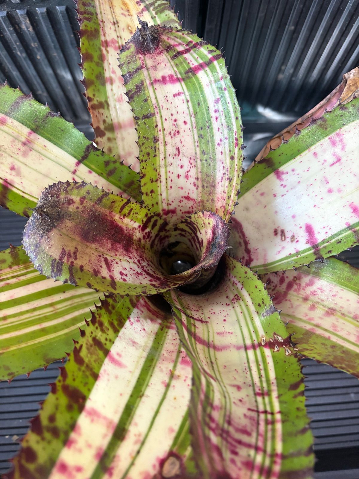 Xmasセール ネオレゲリア Neoregelia 'White Walker' - メルカリ