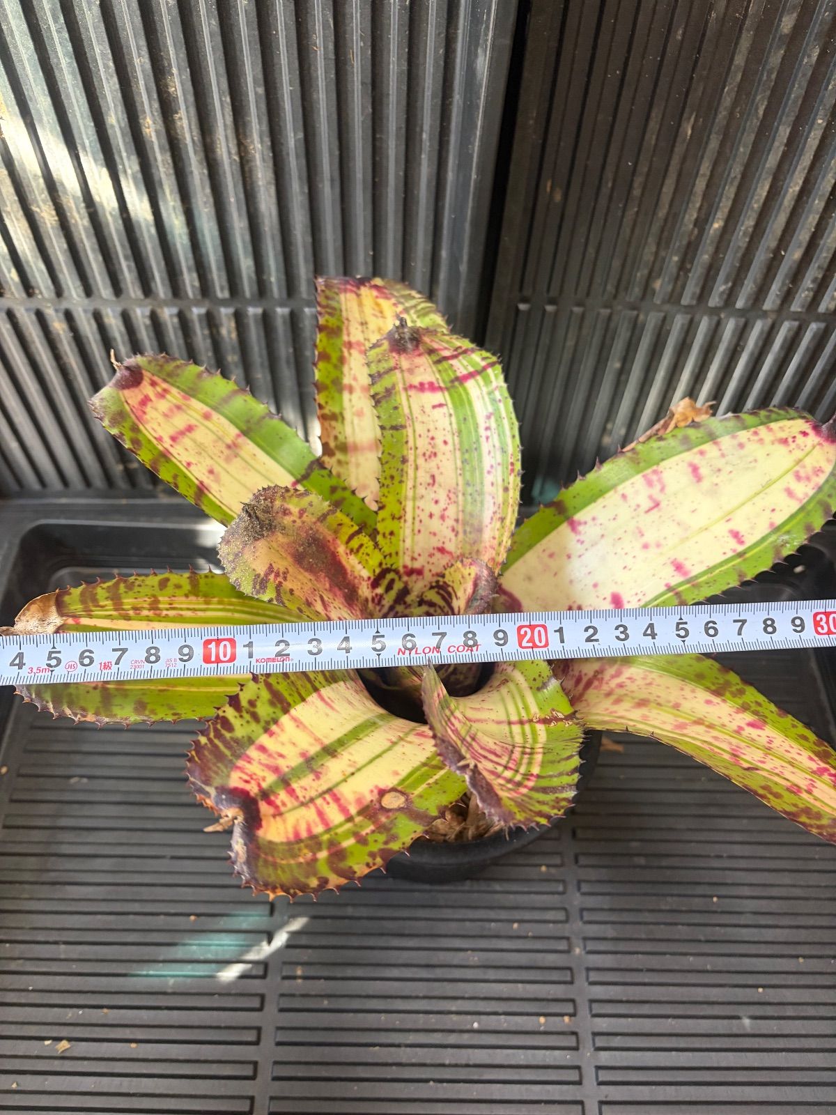 Xmasセール ネオレゲリア Neoregelia 'White Walker' - メルカリ