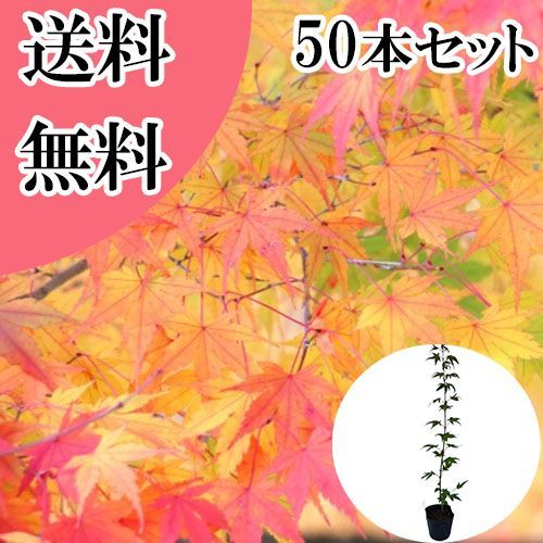 本物 【50本セット】イロハモミジ樹高0.5m前後10.5cmポット 50本セット
