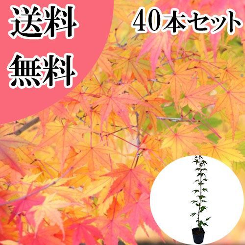 【40本セット】イロハモミジ樹高0.5m前後10.5cmポット