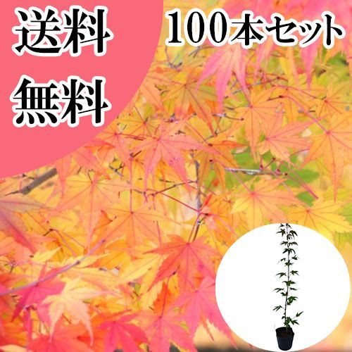100本セット イロハモミジ樹高0.3 m前後10.5 cmポット