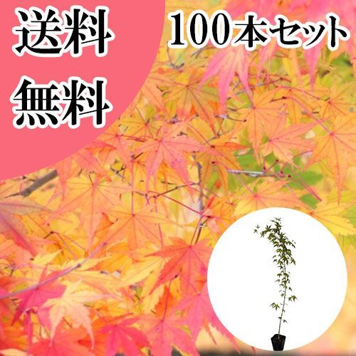 【100本セット】イロハモミジ樹高0.8m前後10.5cmポット