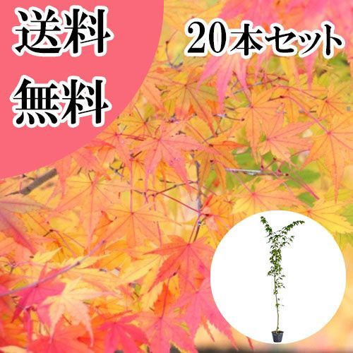 【20本セット】イロハモミジ樹高1.2m前後15cmポット 10,881円