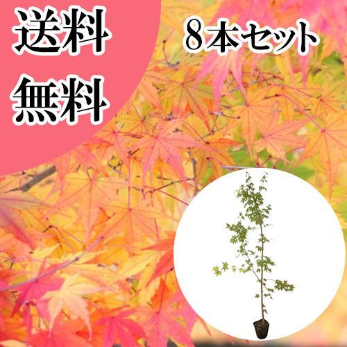 【8本セット】イロハモミジ樹高1.5m前後18cmポット