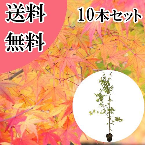 【10本セット】イロハモミジ樹高1.5m前後18cmポット