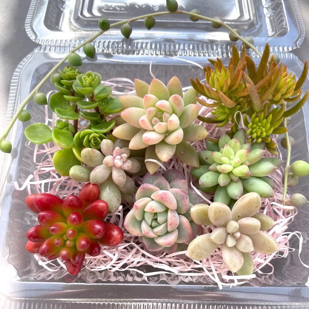 多肉植物　カット苗　詰め合わせ　小苗 ☆多肉植物カット苗詰め合わせ➀番☆寄せ植え☆エケベリア小苗