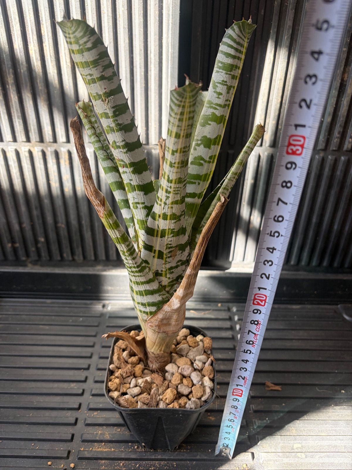 Xmasセール エクメア Aechmea chantinii Vista - メルカリ