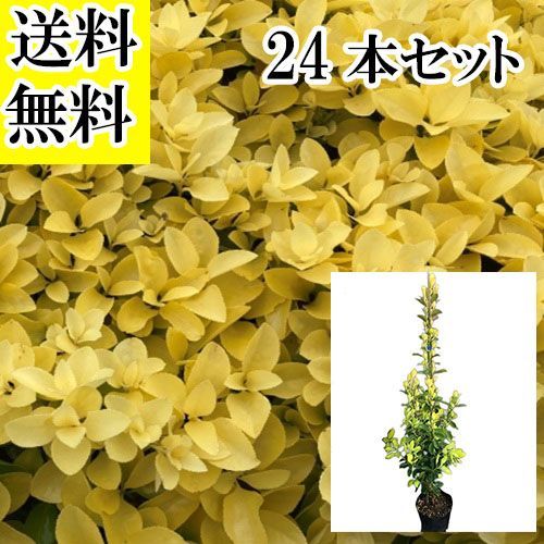 24本セット オウゴンマサキ樹高1.0 m前後18 cmポット