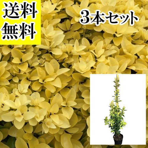 【3本セット】オウゴンマサキ樹高1.0m前後15～18cmポット
