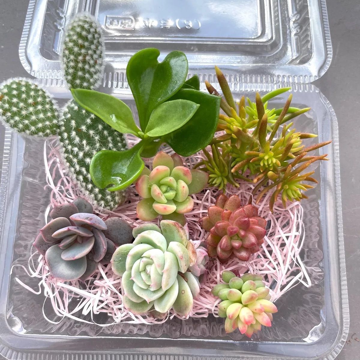 多肉植物カット苗詰め合わせ 多肉植物 カット苗詰め合わせ セット - メルカリ