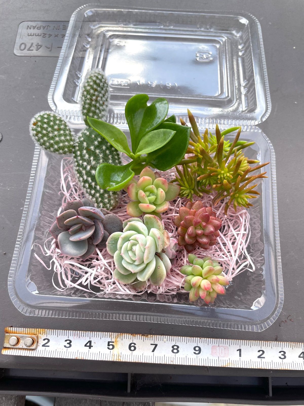 ☆多肉植物カット苗詰め合わせ➃番☆バニーカクタス☆エケベリア小苗