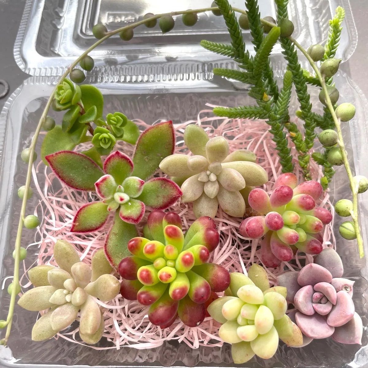 ☆多肉植物カット苗詰め合わせ➄番☆ルビーティント☆寄せ植え