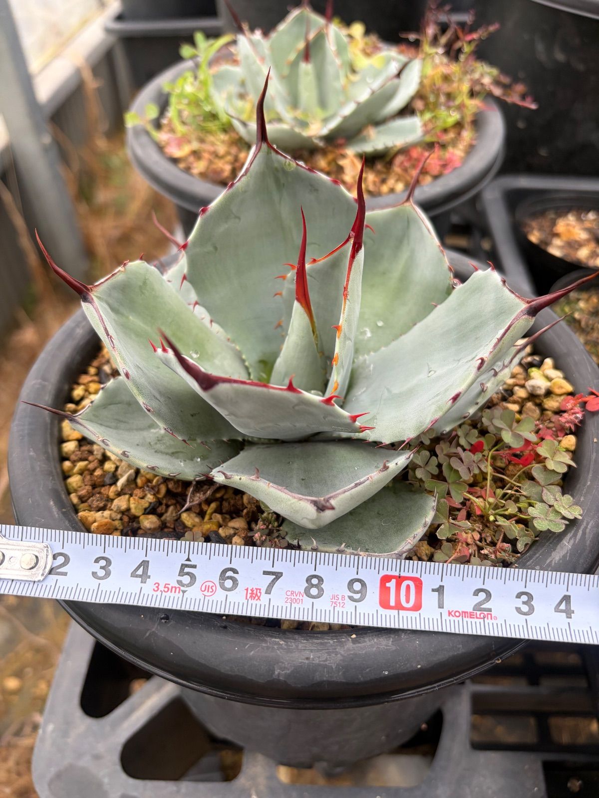 栽*ン様 激レア　アガベ　パリー　トランカータ　縞斑　発根済み　鉢ごと　メルカリ 激レア アガベ パリー トランカータ 縞斑 バリエガータ 斑入り - メルカリ