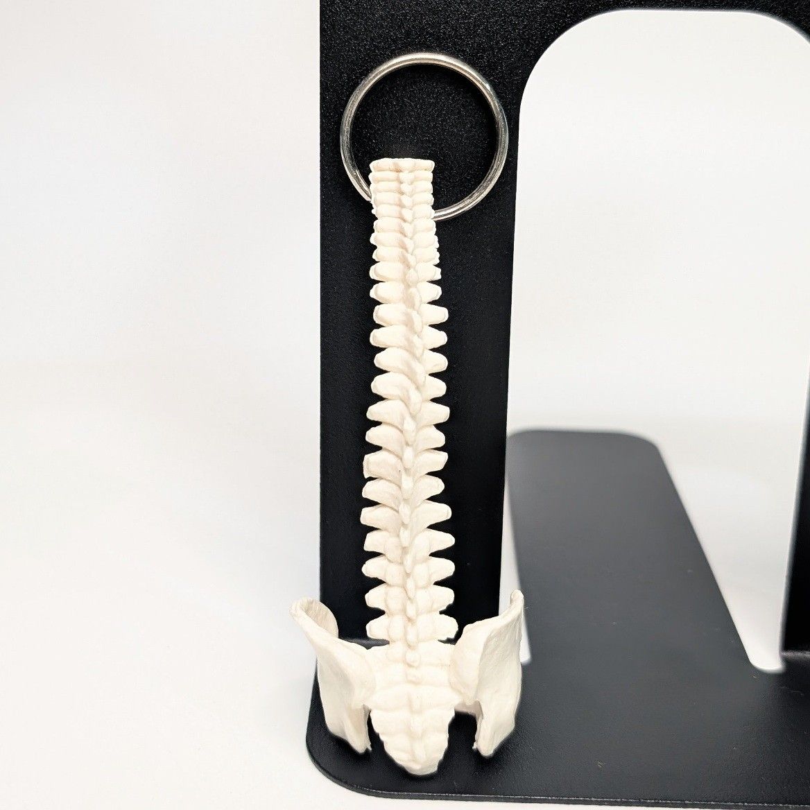 背骨キーホルダー 脊柱模型 脊髄骨盤 骨格標本 - メルカリ