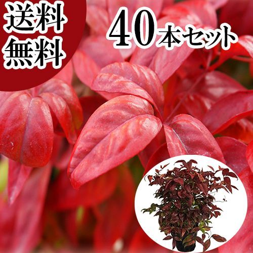 40本セット オタフクナンテン樹高0.25 m前後15 cmポット