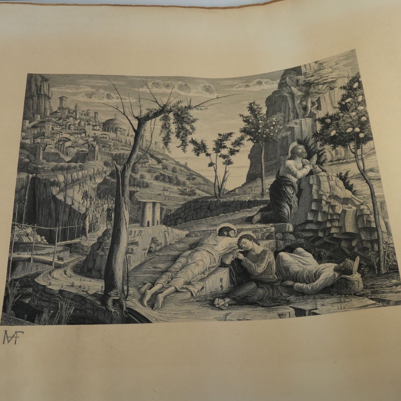 1825年フランスアンティークリトグラフ　フランスアンティーク版画　植物画　大判 1825年フランスアンティークリトグラフ フランスアンティーク版画 植物
