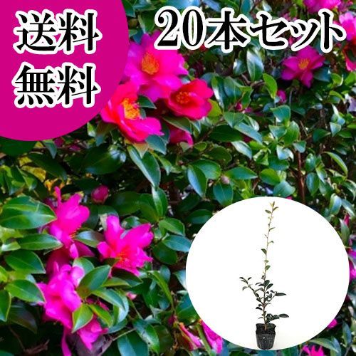 【20本セット】サザンカ樹高0.5m前後10.5cmポット 6,007円