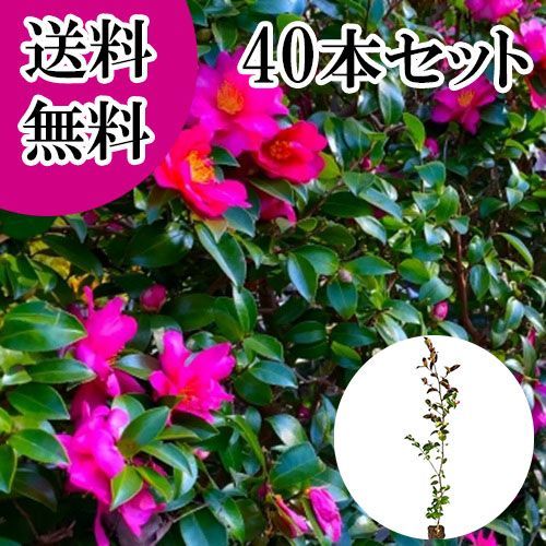 40本セット サザンカ樹高0.8 m前後10.5 cmポット