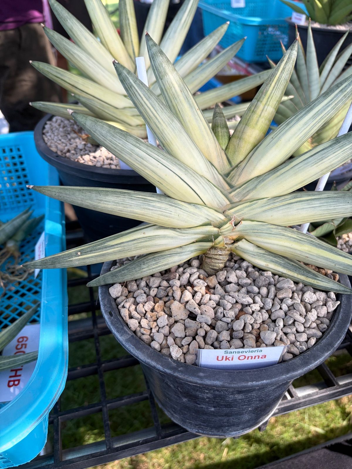 サンスベリア ユキオンナ Uki Onna - メルカリ