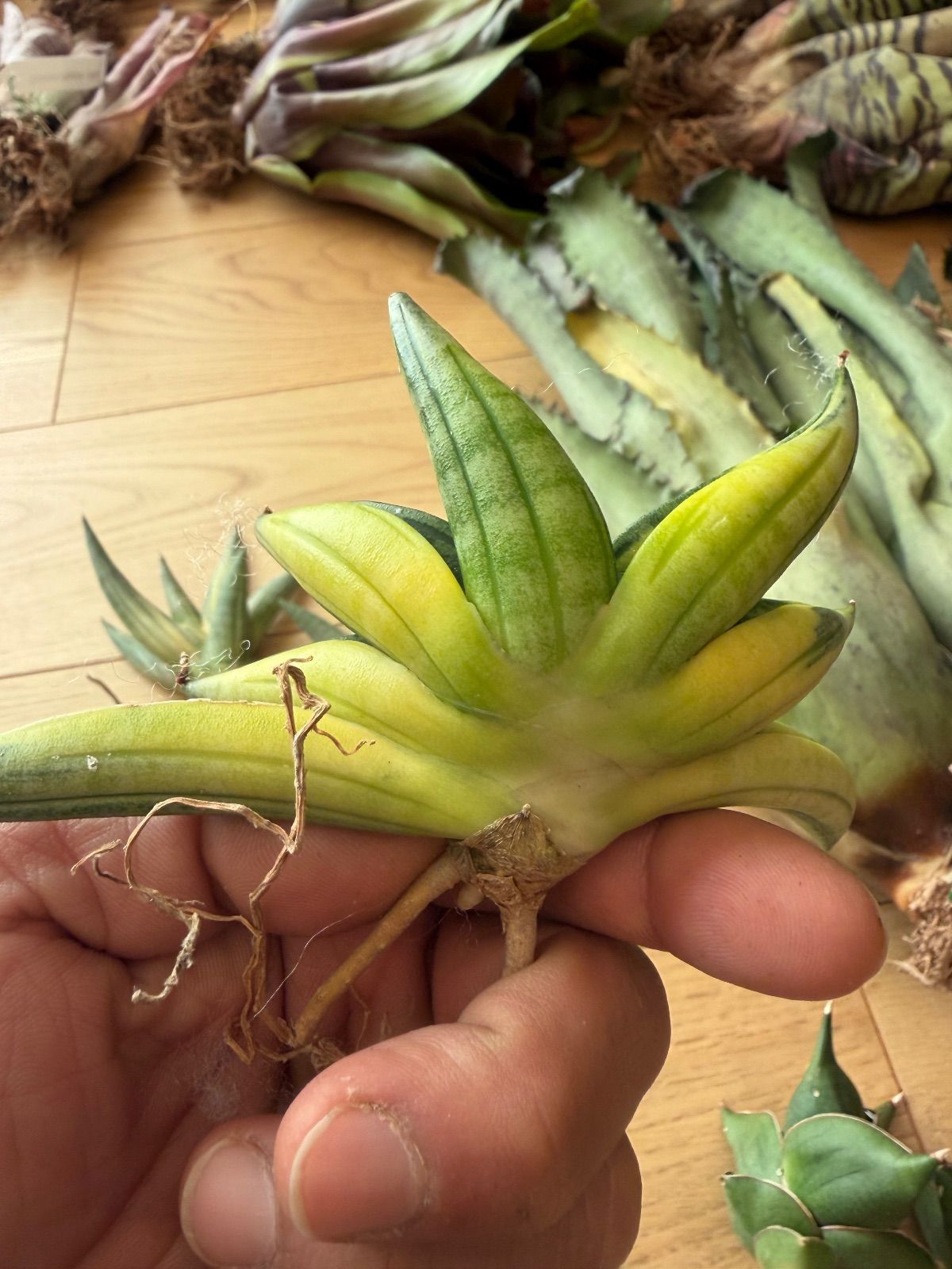 サンスベリア ブラックパール Black Pearl - メルカリ