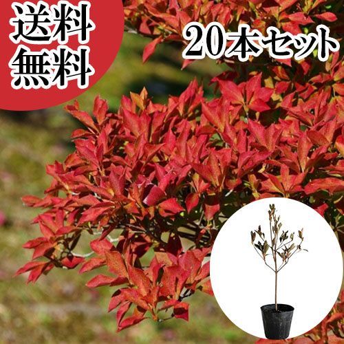 20本セット ドウダンツツジ樹高0.3 m前後10.5 cmポット