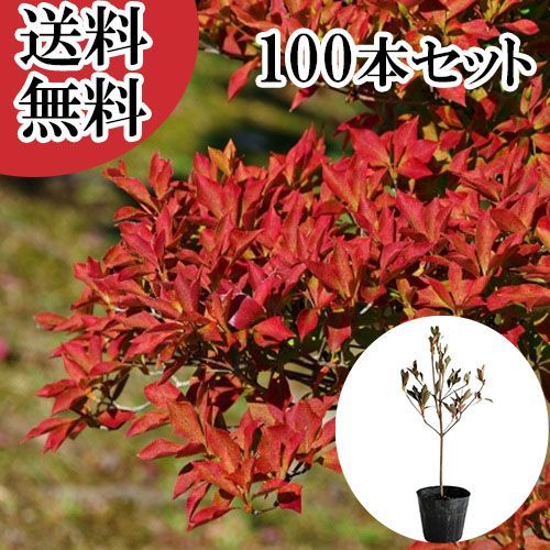 100本セット ドウダンツツジ樹高0.3 m前後10.5 cmポット